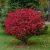 BRŠLEN EURÓPSKY (EUONYMUS EUROPAEUS)