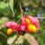 BRŠLEN EURÓPSKY (EUONYMUS EUROPAEUS)