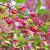 BRŠLEN EURÓPSKY (EUONYMUS EUROPAEUS)
