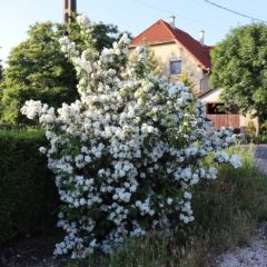 Pajazmín vencový (PHILADELPHUS CORONARIUS)
