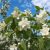 Pajazmín vencový (PHILADELPHUS CORONARIUS)