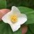 Pajazmín vencový (PHILADELPHUS CORONARIUS)