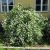 Pajazmín vencový (PHILADELPHUS CORONARIUS)