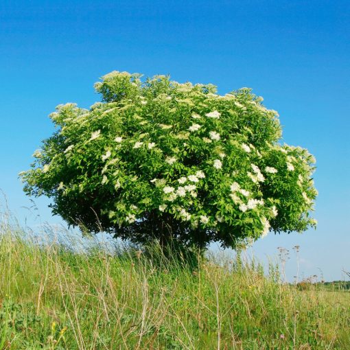 BAZA ČIERNÁ (SAMBUCUS NIGRA)