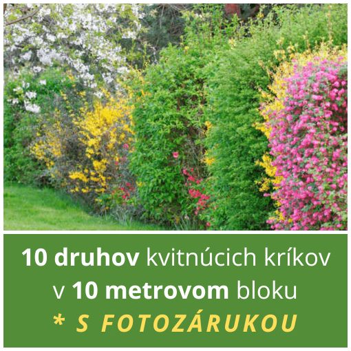 BLOK KVITNÚCICH KRÍKOV (10 METROV)