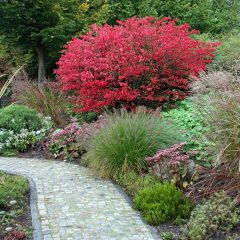 BRŠLEN EURÓPSKY (EUONYMUS EUROPAEUS)