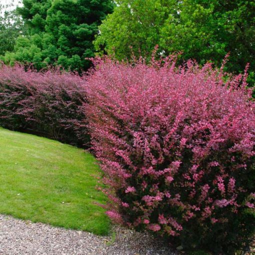 DRÁČ (BERBERIS THUNBERGII)