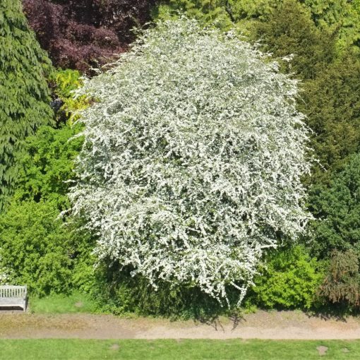 HLOH JEDNOSEMENNÝ (CRATAEGUS MONOGYNA)