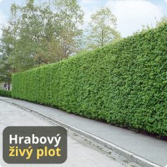 PÔSOBIVÝ "HYBRIDNÝ" HRABOVÝ ŽIVÝ PLOT