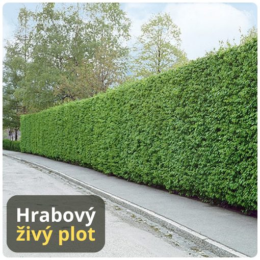 PÔSOBIVÝ "HYBRIDNÝ" HRABOVÝ ŽIVÝ PLOT