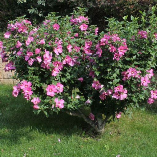 IBIŠTEK SÝRSKY (HIBISCUS SYRIACUS)