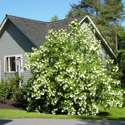 KALINA OBYČAJNÁ (VIBURNUM OPULUS)