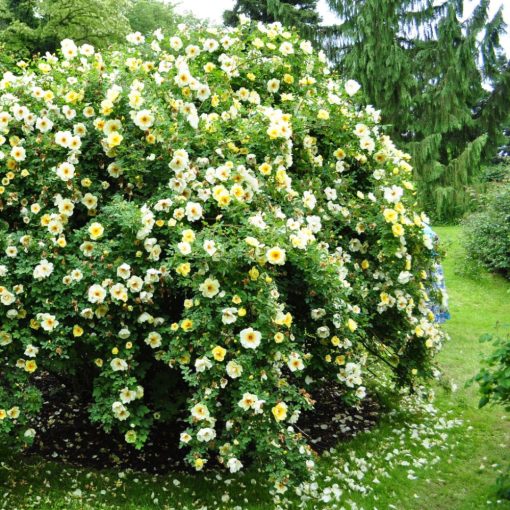 RUŽA BEDROVNÍKOVÁ (ROSA PIMPINELLIFOLIA)