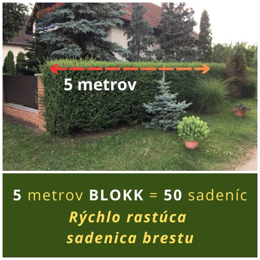 RÝCHLO RASTÚCI BLOK BRESTU (5 METROV)