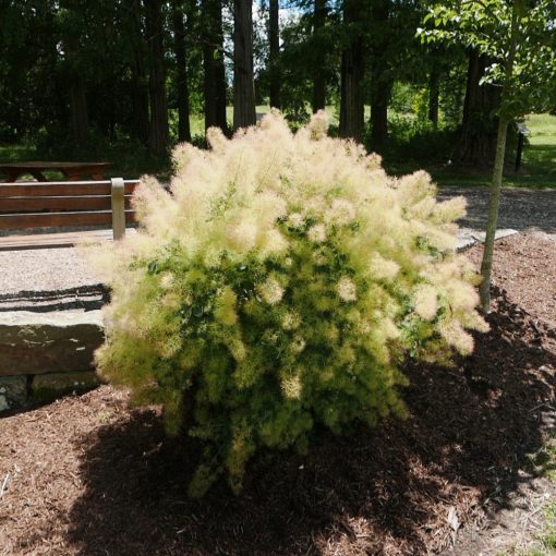 ŠKUMPA VLASATÁ (COTINUS COGGYGRIA)