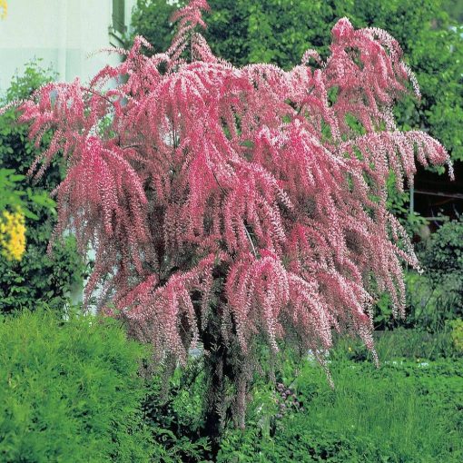 TAMARIŠKA ŠTVORTIČINKOVÁ (TAMARIX TETRANDRA)