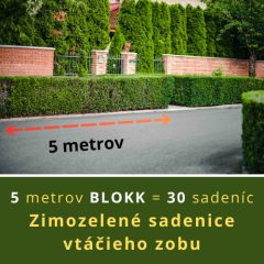 ZIMOZELENÉ SADENICE VTÁČIEHO ZOBU (5 METROV)