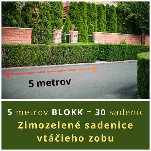 ZIMOZELENÉ SADENICE VTÁČIEHO ZOBU (5 METROV)